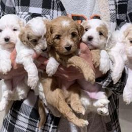 Cockapoos from Double J Cockapoos