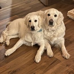 Kalani - Golden Retriever