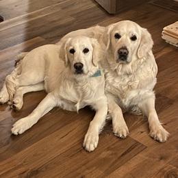 Kalani - Golden Retriever
