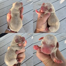 Golden Boy - Golden male English Cocker Spaniel puppy in Millen, Georgia from Pine Hill Kennels