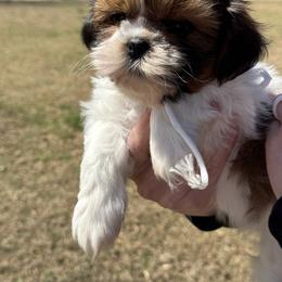 Boy 3 Available for pickup March 28th - Brindle and white male Shih Tzu puppy in Beaverdam, Virginia from Brockle Rock