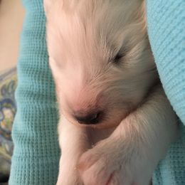 Samoyed and Shiba Inu Puppies from Wintermist Samoyeds