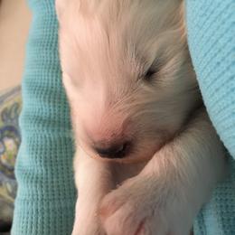 Samoyed and Shiba Inu Puppies from Wintermist Samoyeds