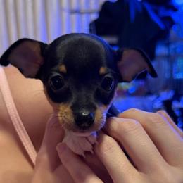 K Pup 1 - White black and tan female Toy Fox Terrier puppy in Clermont, Florida from Debbie Hiles's Toy Fox Terriers