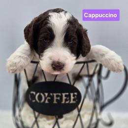 Cappuccino - Parti female Goldendoodle puppy in Summerville, South Carolina from Channys Doodles