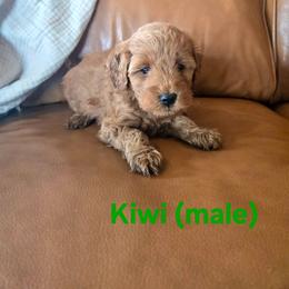 Kiwi - Red  male Goldendoodle puppy in Mohnton, Pennsylvania from Stony Meadow Puppies