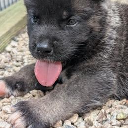 Saki's Boy 1 - Black male Akita puppy in South Carolina from Sierra Mountain Akitas