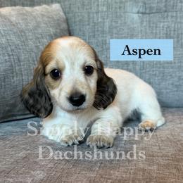 Cream Piebald Longhair - Pet Only CKC - Aspen - Piebald male Dachshund puppy in Pauls Valley, Oklahoma from Simply Happy Dachshunds