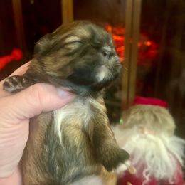 Red and black - Sable male Shih Tzu puppy in Citrus Heights, California from The Lion dog Shih Tzu