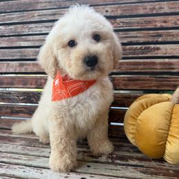 Super-Man - Cream male Goldendoodle puppy in Pensacola, Florida from Goldendoodles Love You in Pensacola Friend Edition
