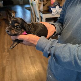 Pink collar - Black and tan female Dachshund puppy in Mount Vernon, Ohio from Double A Dachshunds