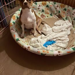 Savanah - Boston Terrier
