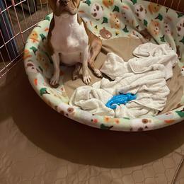 Savanah - Boston Terrier