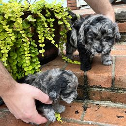 Goldendoodle and Golden Retriever Puppies from Darling Doodles of Licking County