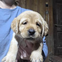 4th Pick Female - Yellow female Labrador Retriever puppy in Andrews, South Carolina from Leyland Cypress Retrievers