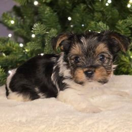 Oscar - Parti male Yorkshire Terrier puppy in Mountain Grove, Missouri from Precious Puppies