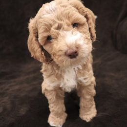 Australian Labradoodle Puppies from Grand Peaks Labradoodles