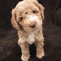 Australian Labradoodle Puppies from Grand Peaks Labradoodles