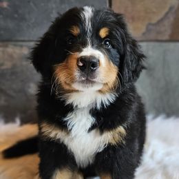 Augie - Black rust and white male Bernese Mountain Dog puppy in Saint Maries, Idaho from Rusty Brows Berners