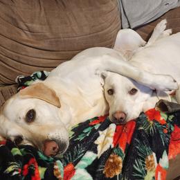 Labrador Retrievers from Leanna's Labradors