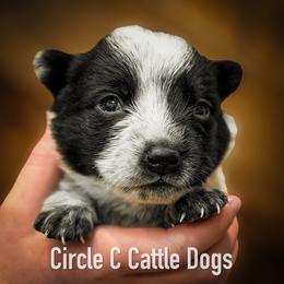 Boy 6 - Blue male Australian Cattle Dog puppy in Blackfoot, Idaho from Circle C Australian Cattle Dogs