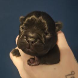 Hollow - Black male French Bulldog puppy in Tonawanda, New York from Vivante French Bulldogs