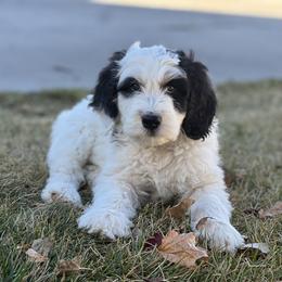 Bernedoodle and Goldendoodle Puppies from Shining Star Doodles