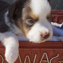 Brent Mydland - Black tri male Miniature Australian Shepherd puppy in Pittsburg, California from Delta Minis