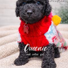 Queenie - Black female Whoodle puppy in Knoxville, Tennessee from Fleury Farm Doodles TN