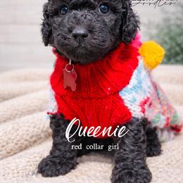 Queenie - Black female Whoodle puppy in Knoxville, Tennessee from Fleury Farm Doodles TN
