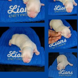 Maltese and Yorkshire Terrier Puppies from TLC Kennels TenderLittleCuties