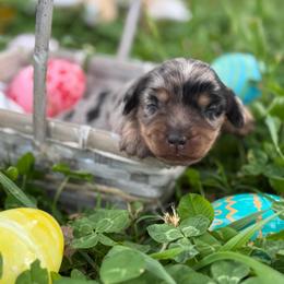 Zelda's dapple - Dapple male Dachshund puppy in Nashville, Arkansas from Whisenhunt Farms