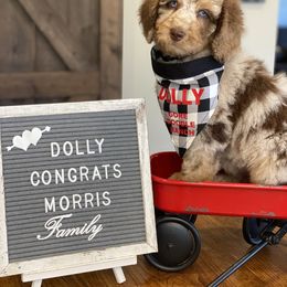Aussiedoodle Puppies from Gore Doodle Ranch