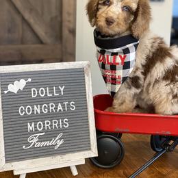 Aussiedoodle Puppies from Gore Doodle Ranch