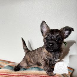 West Coast Green Collar - Brindle male Cairn Terrier puppy in Naselle, Washington from West Coast Cairn Terriers