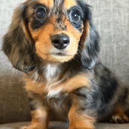 Clover 4000 - Dapple female Dachshund puppy in Tonopah, Arizona from Brandie's Dachshunds