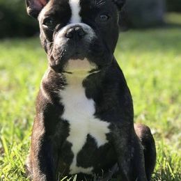 French Bulldogs from Top of the Line Frenchies