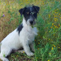 Russell Terriers from Vista Real Russells