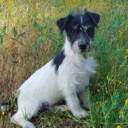 Russell Terriers from Vista Real Russells