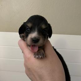 Posey (Bitty Pumpkin) - Black and cream female Dachshund puppy in Wolf Lake, Indiana from Canisteo Dachshunds