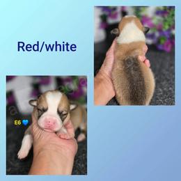 E6 - Red male Pembroke Welsh Corgi puppy in Jacksonville, Texas from ArmnalegRanch LLC