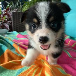 Liberty - Black and tan female Pembroke Welsh Corgi puppy in Purcell, Oklahoma from Lewis Aussie’s & Corgi’s