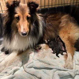 Girl 2 - Sable and white female Shetland Sheepdog puppy in Woodbury, Pennsylvania from Mejimo