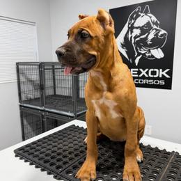 Female 1 - Fawn female Cane Corso puppy in Cashion, Oklahoma from APEXOK Cane Corsos LLC