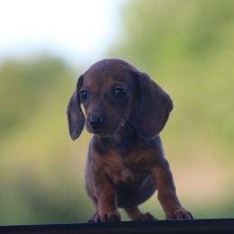 Kitty - Dapple female Dachshund puppy in Okeechobee, Florida from Far Far Away Dachshunds