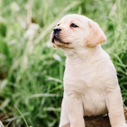 Labrador Retrievers from Savidge Labrador Retrievers