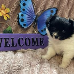 Pepper - White and black female Papillon puppy in Bradyville, Tennessee from Pinnacle Papillons