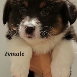 Pembroke Welsh Corgi Puppies from Corgi Loaves MN