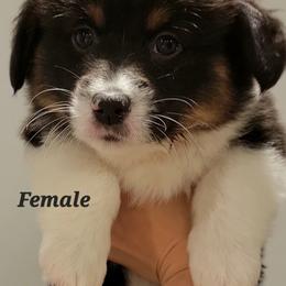 Pembroke Welsh Corgi Puppies from Corgi Loaves MN