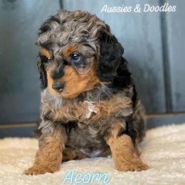 Aussiedoodle and Miniature Australian Shepherd Puppies from Windy Hills Mini Aussies & Doodles